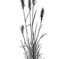 Image result for Trisetopsis milanjianum