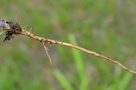 Image result for Turritis