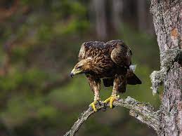 Hours, address, longman & eagle reviews: Golden Eagle Facts