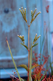 Image result for Lobelia petiolata