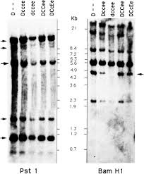 Genetic Basis Of The Rhd Positive And Rhd Negative Blood Group Polymorphism As Determined By Southern Analysis Sciencedirect