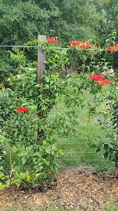 Image result for Combretum schumannii