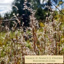 Image result for Schizachyrium brevifolium