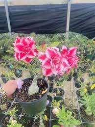 Image result for Adenium