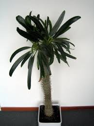 Image result for Raphionacme welwitschii