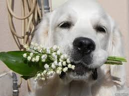 Epingle Sur Lily Of The Valley Muguet