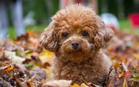 The most recent questions asked at thriftyfun. Download Wallpapers Poodle Puppy Autumn Curly Dog Brown Poodle Pets Dogs Lawn Poodle Dog Besthqwallpapers Com Curly Dogs Poodle Dog Poodle Puppy