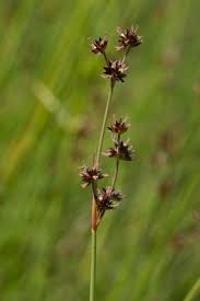 Image result for Tragus pedunculatus