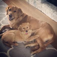 Lg And Remi Golden Retriever Retriever Puppies