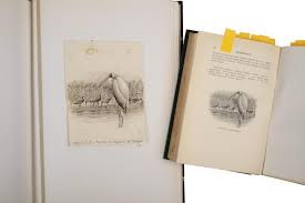 Abel Chapman Paintings & Artwork for Sale