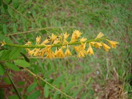 Image result for Tara spinosa