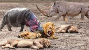 Family Hippo Attack Crazy Lion Hunting, Powerful Rhino vs Lion ...