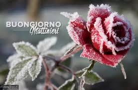 Tra i fiori invernali da balcone ritroviamo alcuni esemplari di piante resistenti al freddo già citate per il altre piante adatte sono l'erica invernale, una sempreverde i cui fiori accompagnano durante tutti. Buongiorno Mattinieri Fiori Rosa Immagini Invernali Sfondi Carini