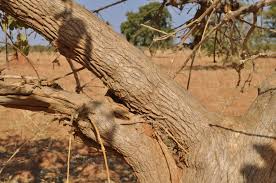 Image result for Vitex madiensis