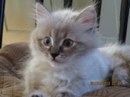 Siberians have been around for at least a millenium. Nh Cattery Nh Siberian Kittens Cat Allergies Siberian Kittens Cats Cat Adoption