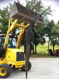 2023 Alligator Prices &... - Prairie Cajun Brands, Inc. | Facebook