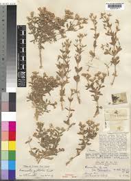 Image result for Krauseola mosambicina