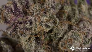 Pink Candy Marijuana Strain (Review)