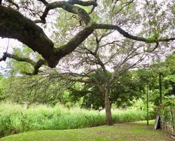 Image result for Helixanthera garciana