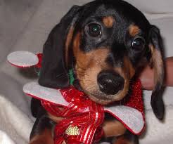 Search for rescue dogs for adoption. Dachshund Puppy Dog For Sale In Lakeland Florida