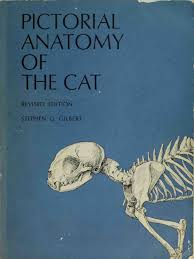 The cat has more bones—230 as opposed to 206—but many are identical to those in the. Pictorial Anatomy Of The Cat Pdf Vertebra Skull