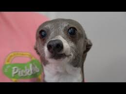 17 jenna marbles kermit the dog moments. I Filmed My Dog Whenever He Cried Or Was Nasty For 24 Hours Youtube