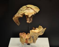 Su cuerpo habla por él, ¿quién era? Homo Antecessor Wikipedia