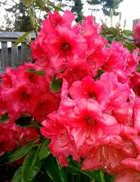Rhododendron Fulsilier Photo By Jan R Fuller Rhododendron Azalea