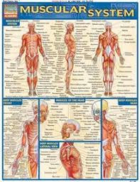The lucid text, strategically constructed art. 9 Anatomy Books For Strength Training Ideas Anatomy Strength Training Strength