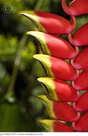 Pin On Tropical Party