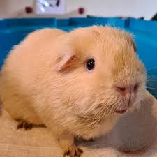 We did not find results for: Our Leonard Recovering From Bladder Surgery To Remove A Blood Clot Guineapigs