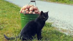 Can cats eat french fries? Can Cats Eat Potatoes Is Raw Potato Harmful To Cats