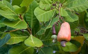 Anacardier Anacardium Occidentale Arbre A Noix De Cajou Plantation Culture