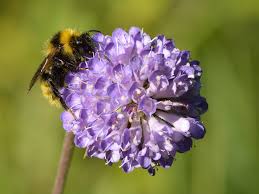 Image result for Bombus campestris