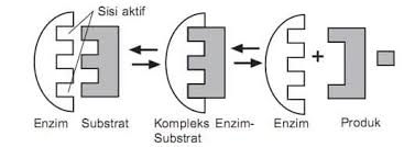 How does the process of gel electrophoresis separate dna fragments? Cara Kerja Enzim Pengertian Sifat Klasifikasi Mekanisme