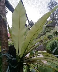 We did not find results for: Jual Promo Bibit Tanaman Hias Kadaka Asal Hutan Di Lapak Arsyil Store Bukalapak