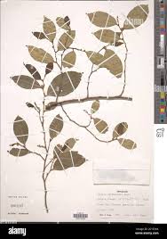 Image result for Celtis mildbraedii