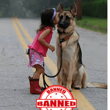 Oregon live pets german shepherd. 11 Countries Where German Shepherd Dogs Are Banned Or Restricted Pethelpful