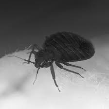 Learn how to take these measures here. Who S Guilty Of A Bed Bug Infestation In A Rental Property