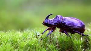 Maybe you would like to learn more about one of these? Awas 6 Jenis Kumbang Ini Perosak Tanaman Dalam Diam Impiana