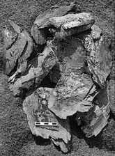 Image result for Hippocratea apocynoides