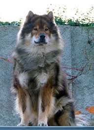 The eurasier has the beauty of a spitz type dog, although they can be independent in their thinking, most eurasiers have a very strong desire to please you and be. 64 Eurasier Puppies Ideas Eurasier Puppies Dogs