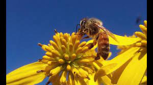 Download 17,740 bee pollinating images and stock photos. Plants And Flowers Honey Bees Pollinate Youtube