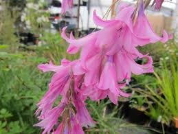 Image result for Dierama formosum/plowesii intermediates