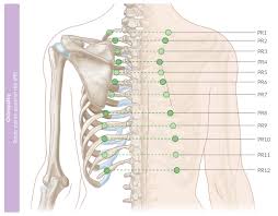 Consists of the five vertebrae between the ribs and the pelvis. Strain Counterstrain Amboss