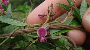 Image result for Galactia