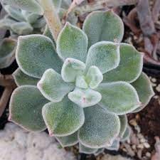 As the plant matures you can expect it to reach up to around 30 cm (12″) tall. Echeveria Pulvinata Frosty White Chenille Plant Succulent Plants