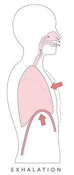 How Lungs Work Kids Discover Science For Kids Teaching Biology