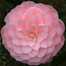Camellia Nuccio S Cameo Japonica Beautiful Pink Flowers Indoor Flowering Plants Flowers Nature