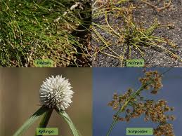 Image result for Cyperaceae